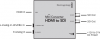 Мини-конвертор от HDMI към SDI 4K Blackmagic Design 